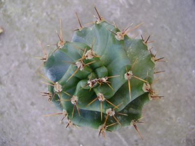Cereus forbesii cv. spiralis, detaliu