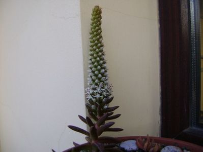 Orostachys erubescens, inflorescenta