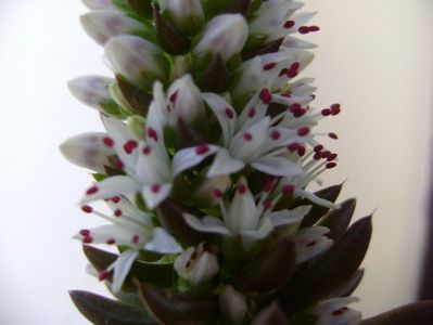 Orostachys erubescens