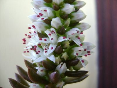 Orostachys erubescens, inflorescenta