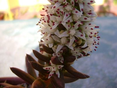 Orostachys erubescens, inflorescenta