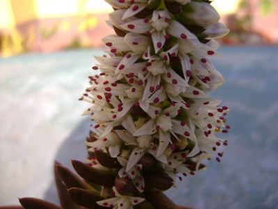 Orostachys erubescens, inflorescenta