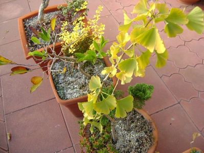 Forme si culori la sfarsit de octombrie; 23-24 grade C
