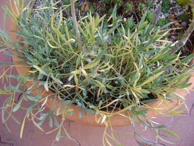 Forme si culori la sfarsit de octombrie; 23-24 grade C
