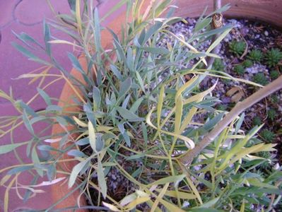 Forme si culori la sfarsit de octombrie; 23-24 grade C
