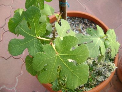 Forme si culori la sfarsit de octombrie; 23-24 grade C
