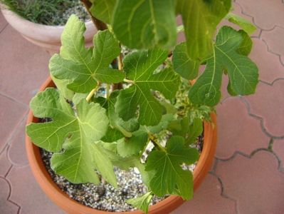 Forme si culori la sfarsit de octombrie; 23-24 grade C
