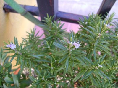 Forme si culori la sfarsit de octombrie; 23-24 grade C
