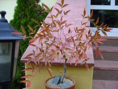 Forme si culori la sfarsit de octombrie; 23-24 grade C
