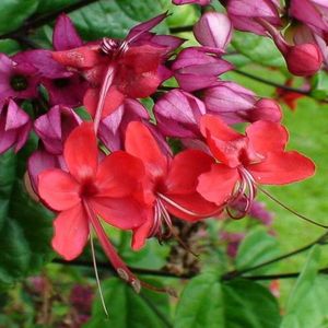clerodendron splendens-flori