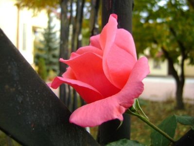 Trandafiri
