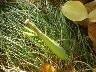Calugarita (Mantis religiosa)