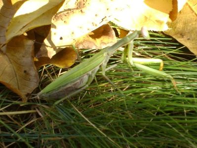 Calugarita (Mantis religiosa)