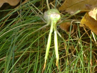 Calugarita (Mantis religiosa)