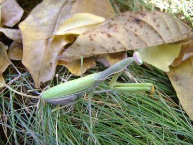 Calugarita (Mantis religiosa)
