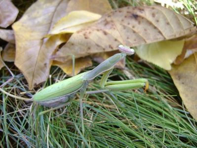 Calugarita (Mantis religiosa)