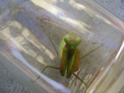 Calugarita (Mantis religiosa)