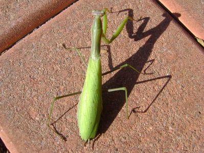 Calugarita (Mantis religiosa)