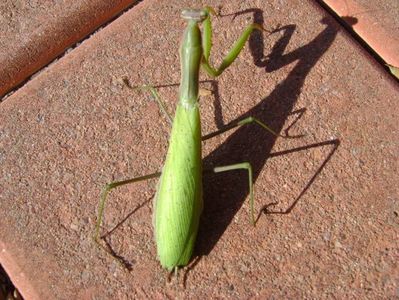 Calugarita (Mantis religiosa)