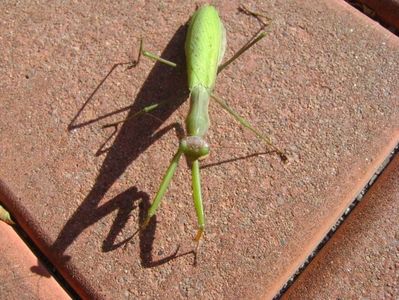 Calugarita (Mantis religiosa)