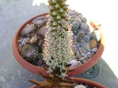 Orostachys erubescens, inflorescenta