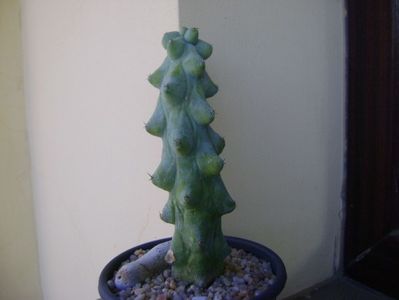 Myrtillocactus geometrizans cv 'Fukurokuryuzinboku' (Breast Cactus)