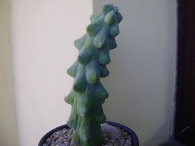 Myrtillocactus geometrizans cv 'Fukurokuryuzinboku' (Breast Cactus)