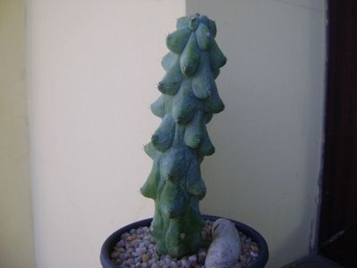 Myrtillocactus geometrizans cv 'Fukurokuryuzinboku' (Breast Cactus)
