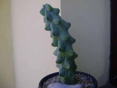 Myrtillocactus geometrizans cv 'Fukurokuryuzinboku' (Breast Cactus)