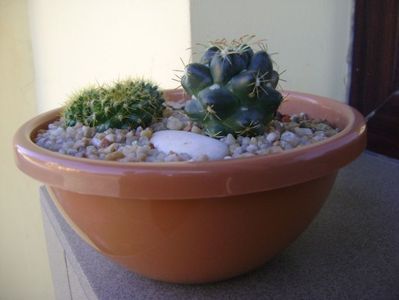 Grup de 2 cactusi; Coryphantha maiz-tablasensis
Mammillaria marksiana
