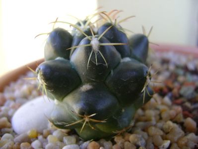 Coryphantha maiz-tablasensis