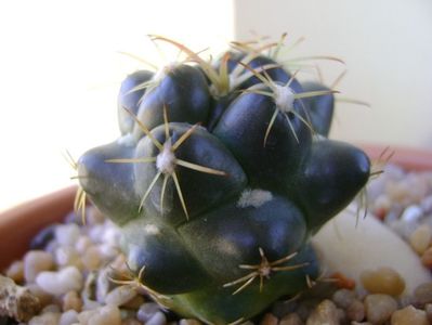 Coryphantha maiz-tablasensis