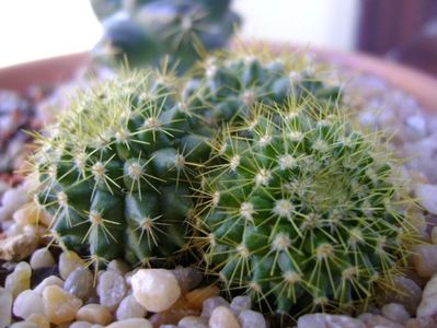 Mammillaria marksiana