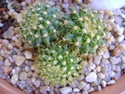 Mammillaria marksiana