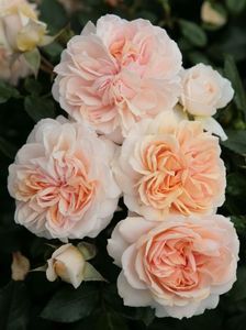 Garden-of-roses