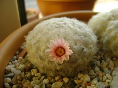 Mammillaria plumosa v. roseiflora