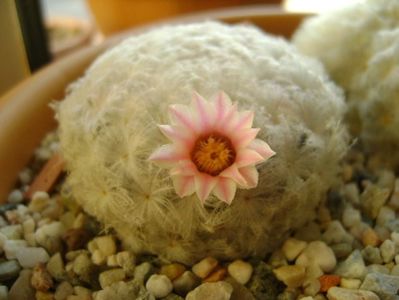 Mammillaria plumosa v. roseiflora