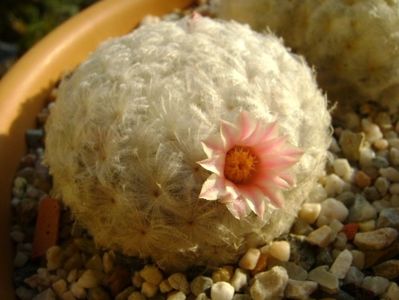 Mammillaria plumosa v. roseiflora