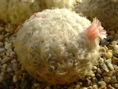 Mammillaria plumosa v. roseiflora