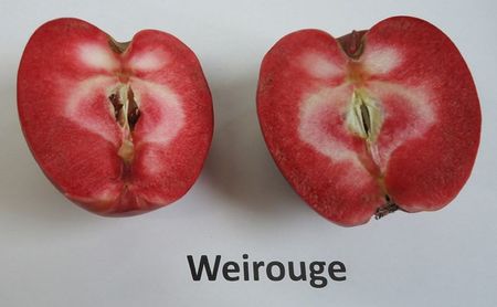 `WEIROUGE` ( Syn. Roter Mond )