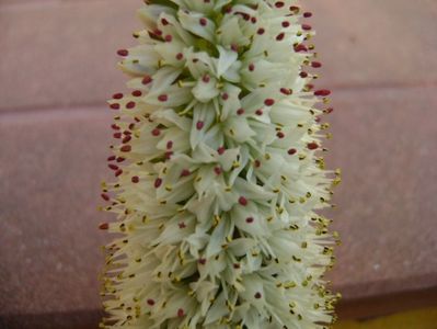 Orostachys erubescens