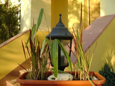 Bambus pitic variegat & Imperata cylindrica Red Baron