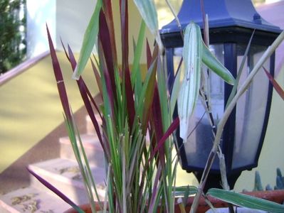 Bambus pitic variegat & Imperata cylindrica Red Baron