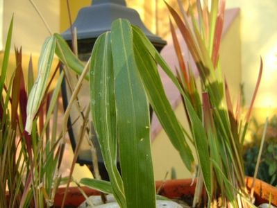 Bambus pitic variegat & Imperata cylindrica Red Baron