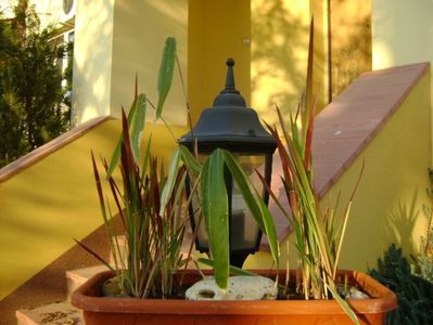 Bambus pitic variegat & Imperata cylindrica Red Baron