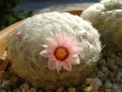 Mammillaria plumosa v. roseiflora