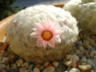 Mammillaria plumosa v. roseiflora