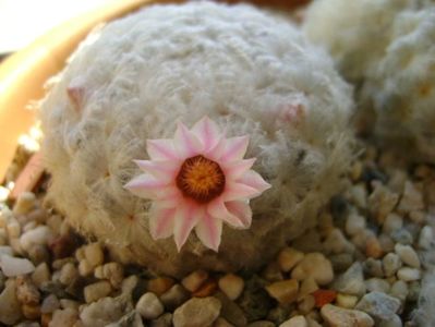 Mammillaria plumosa v. roseiflora