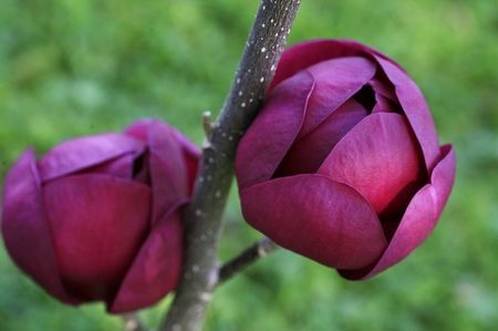 Eșec China - Magnolia Black Tulip