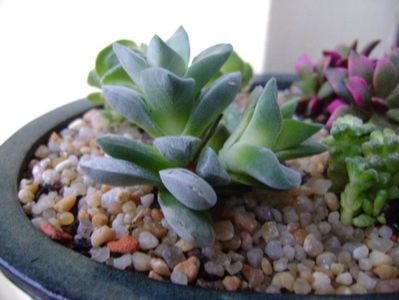 Crassula cv Morgan’s Beauty